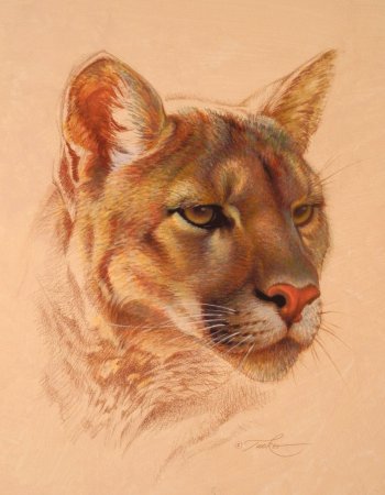 Анималистика цветными карандашами