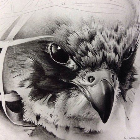 Ястреб эскиз реализм