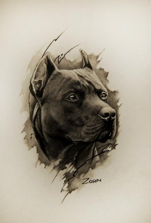 Стаффордширский терьер тату эскиз