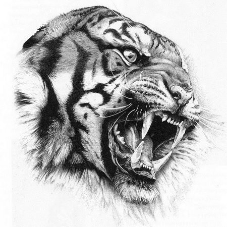 Оскал тигра Таттоо