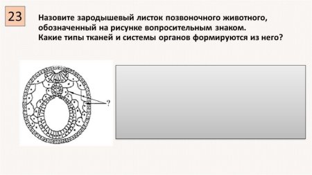 Зародышевый листок позвоночного животного
