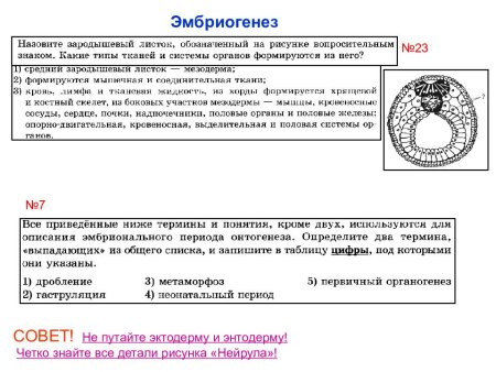 Органогенез схематичный рисунок