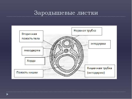 Строение зародышевых листков эмбриона