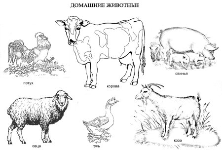Домашние животные картинки раскраски