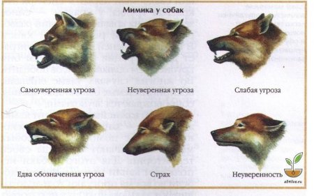 Референс морды с разных ракурсов