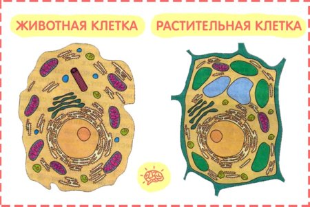Строение клетки растения и животного рисунок