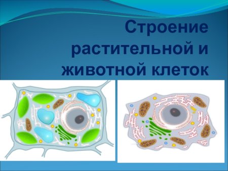 Строение растительной и животной клетки 5 класс биология