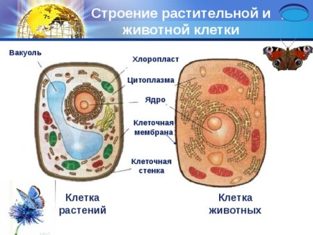 Клетка животного строение вакуоли