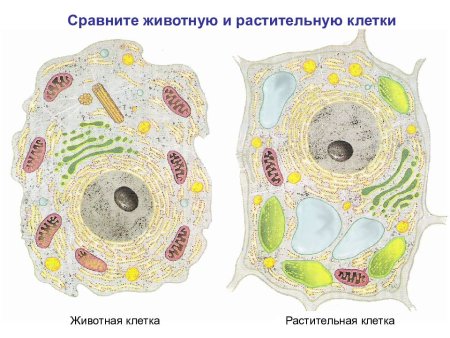 Строение растительной и животной клетки