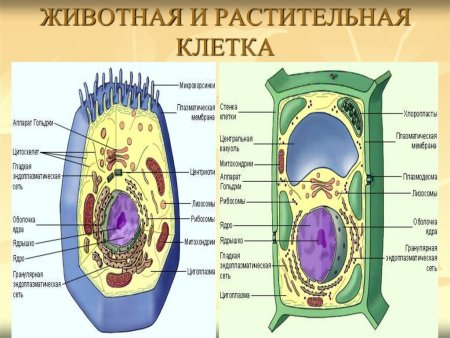 Схема строения животной и растительной клетки рисунок