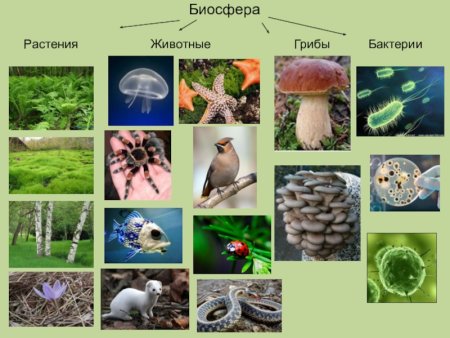 Животные растения грибы