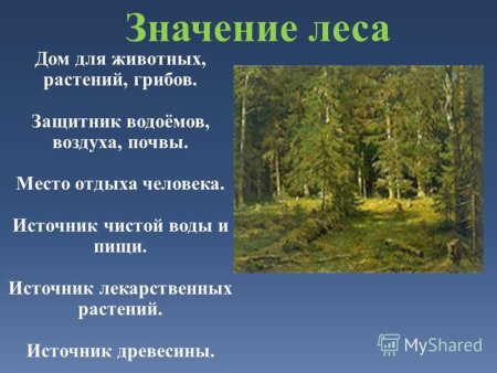 Значение леса для животных и растений