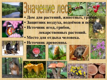 Обитатели леса растения