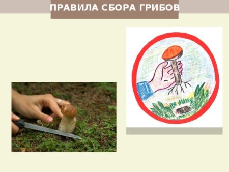 Экологический знак собирать грибы