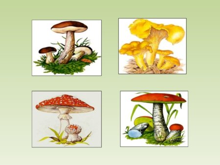 Игра четвертый лишний грибы