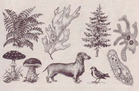 Не мусорь в лесу