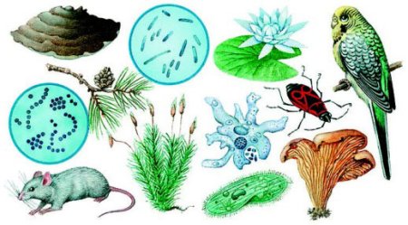 Знаки поведения в лесу для детей