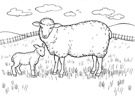 Овца раскраска