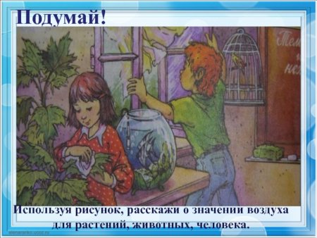 Значение воздуха для растений животных и человека