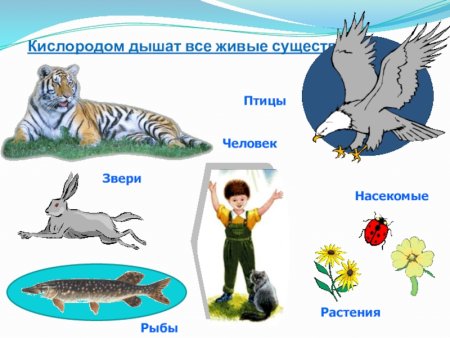 Значение воздуха для живых организмов