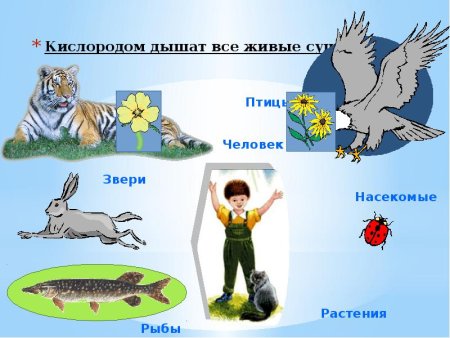 Воздух для человека и животных и растений