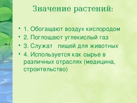 Растения обогащают воздух