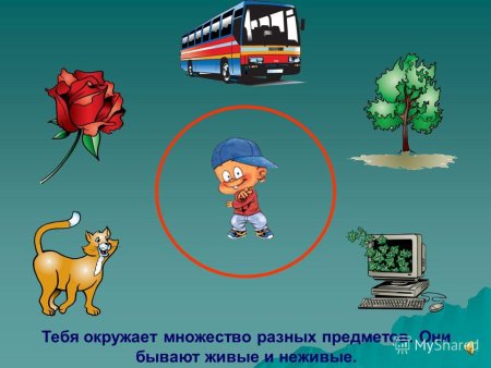 Воздух растения животные и человек это