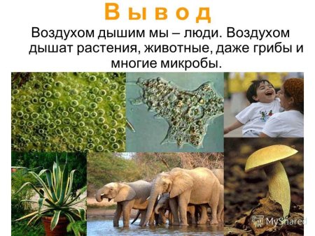 Жизнь леса презентация