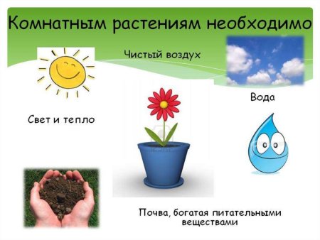 Схема что дают растения животным и человеку окружающий мир 3 класс