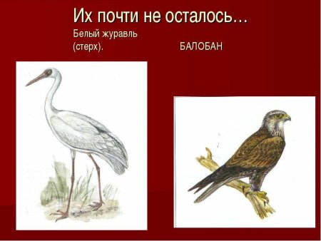 Животные занесенные в красную книгу рисунки