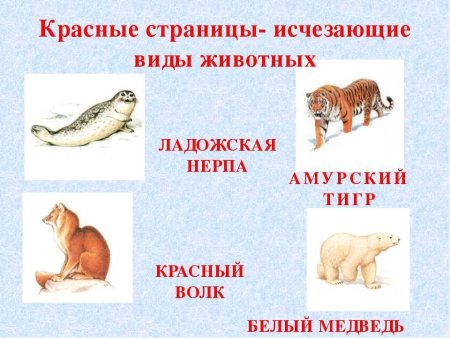 Исчезающие виды животных из красной книги