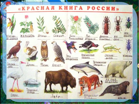 Растения и животные занесенные в красную книгу России для детей