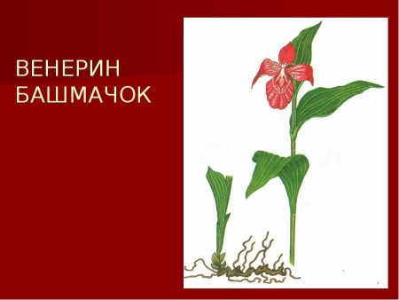 Венерин башмачок красная книга Свердловской области