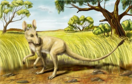 Сумчатые палеогена