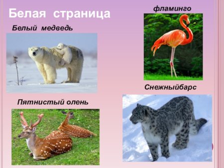 Названия животных занесенных в красную книгу России
