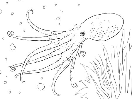Раскраска осьминог