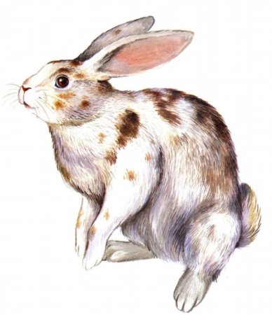 Домашние животные для детей