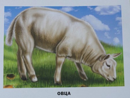 Обучающие карточки домашние животные и птицы