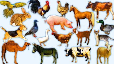 Дикие и домашние животные