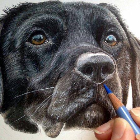 Собака цветными карандашами
