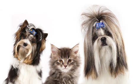 Котёнок и щенок на стрижку