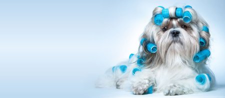 Груминг стрижка собак