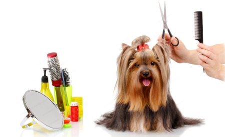 Груминг собак