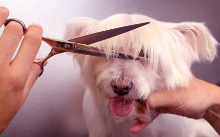 Гигиеническая стрижка собак