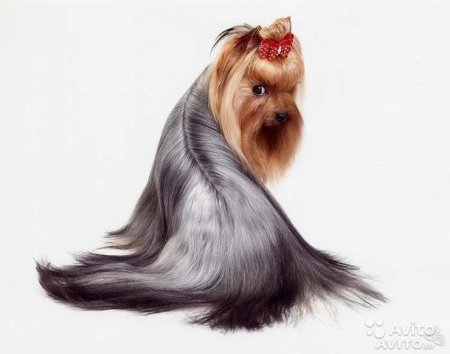 Йоркширский терьер чемпион