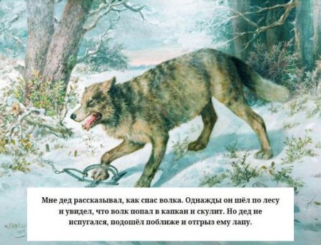 Охота на Волков капканами