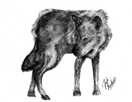 Culpeo-Fox (Анита Ульрих )