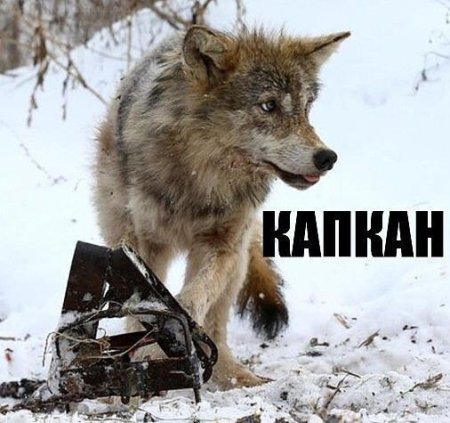 Canis Dirus