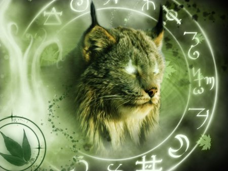 Знаки зодиака кошки