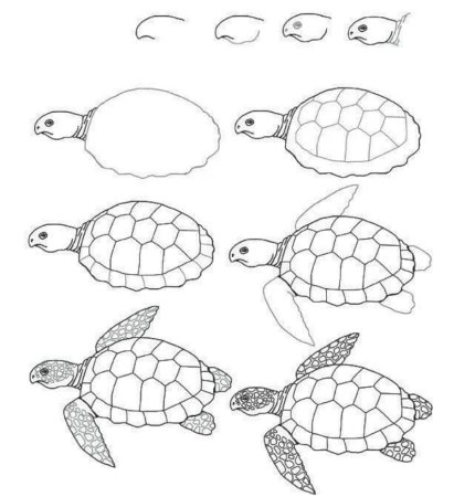 Нарисовать черепаху пошагово